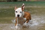 AMSTAFF  PUPPIES 045